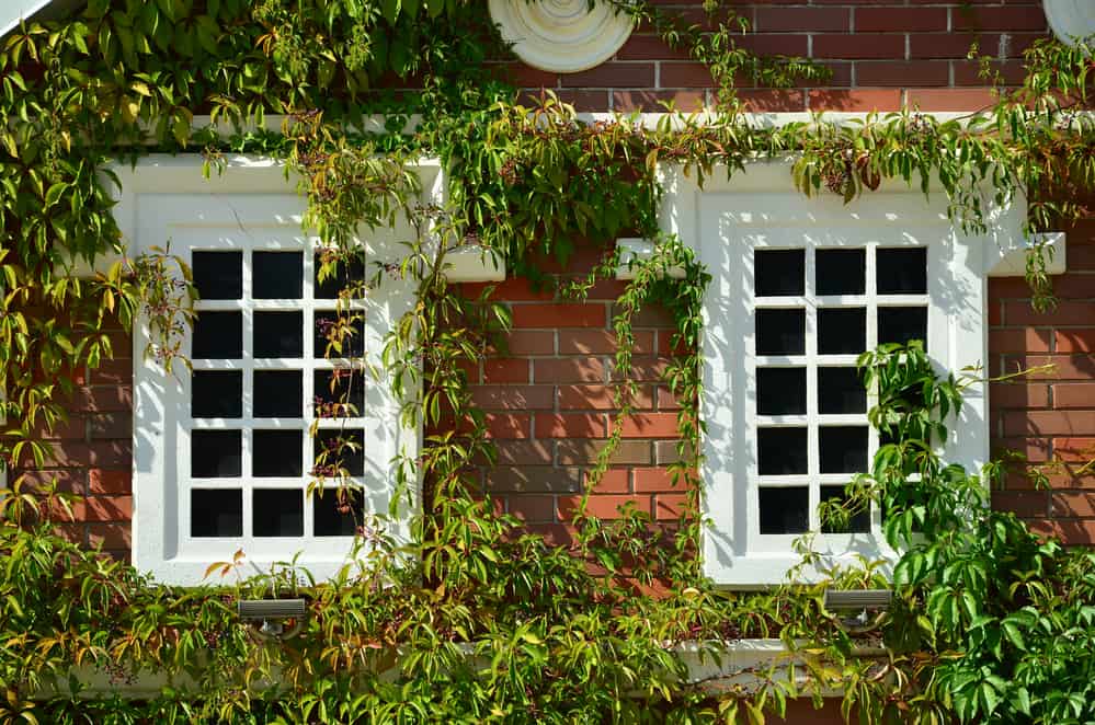 Replacing windows in a conservation area.